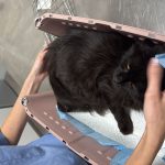 ELVIS COMPLETES HIS PROCESS