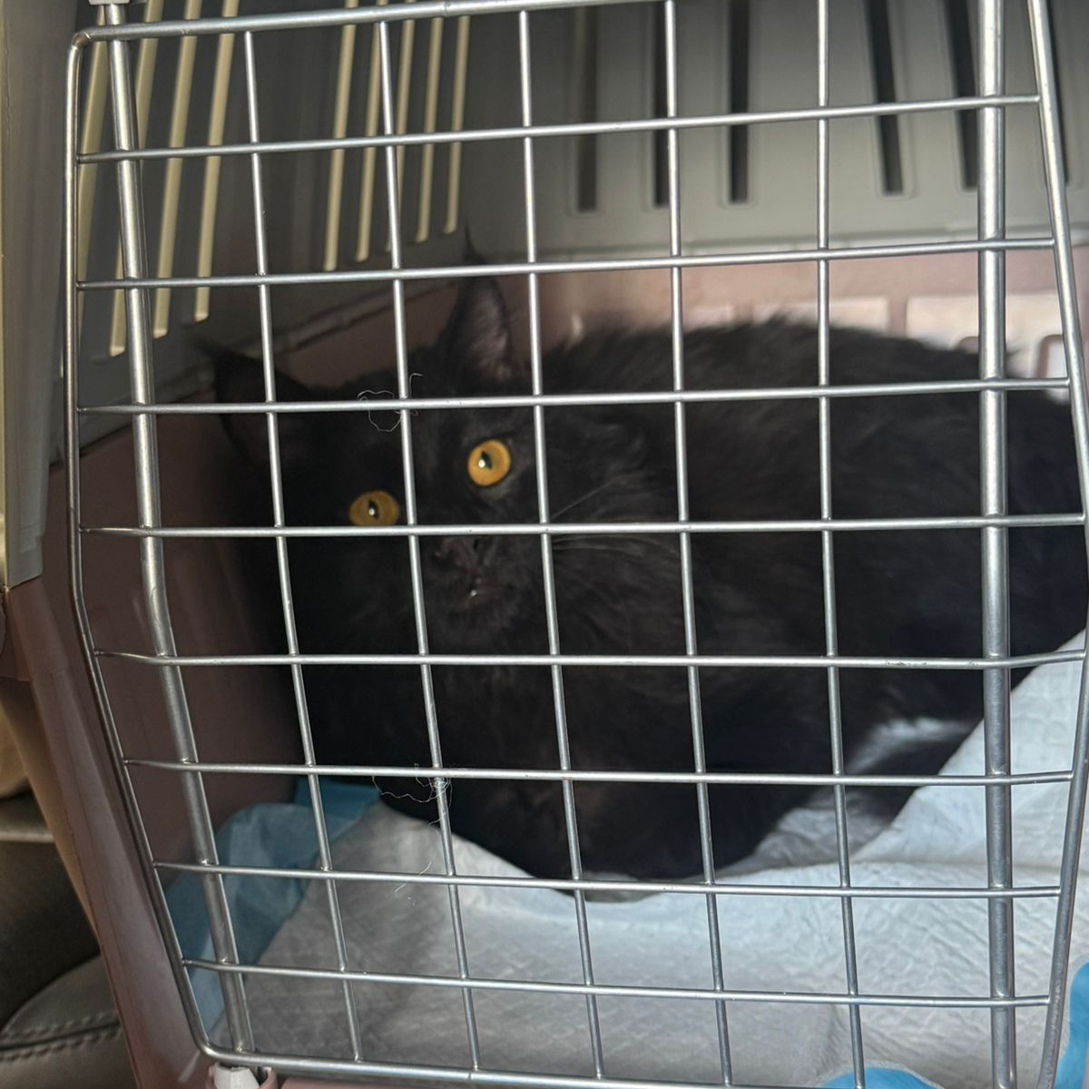 ELVIS COMPLETES HIS PROCESS (2)