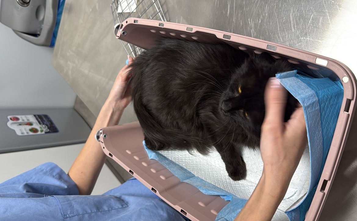 ELVIS COMPLETES HIS PROCESS
