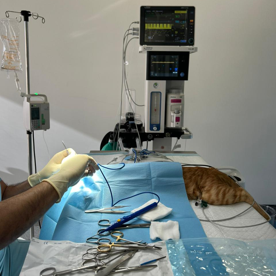 farah second surgery (1)