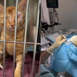 farah second surgery