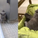 grey cat work 25
