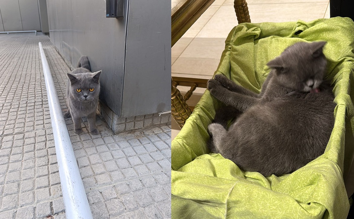 grey cat work 25