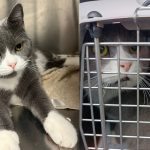 tom rushed to the hospital