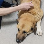 brownie vaccine feb 26
