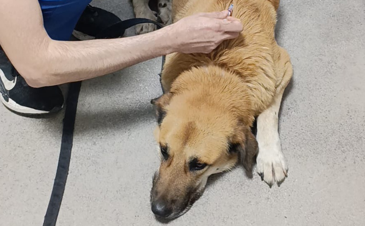 brownie vaccine feb 26
