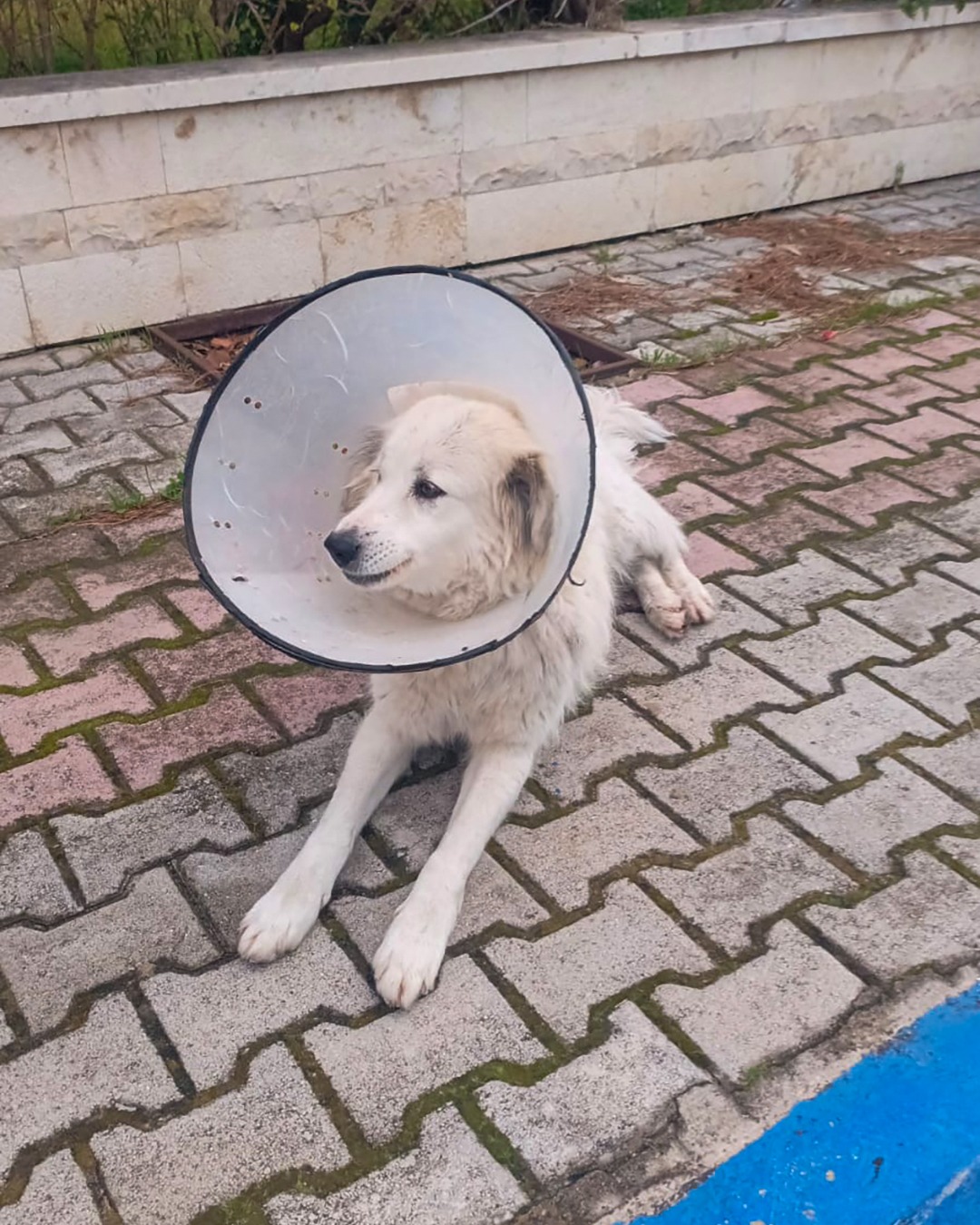 luna injury feb mar 26 (2)