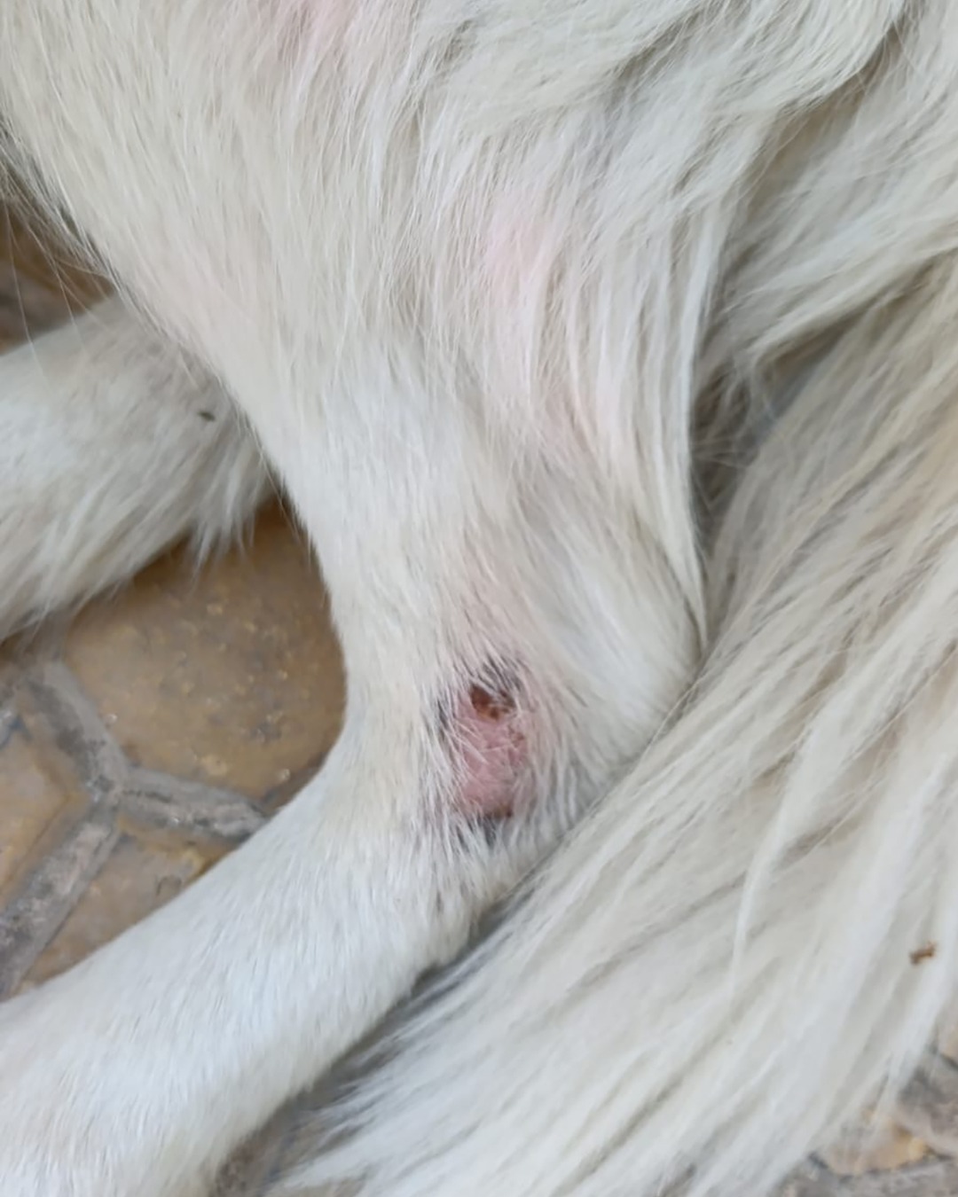 luna injury feb mar 26 (4)