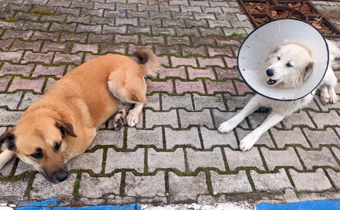 luna injury feb mar 26