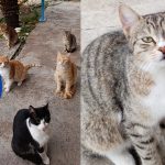 female cat tnr apr 8