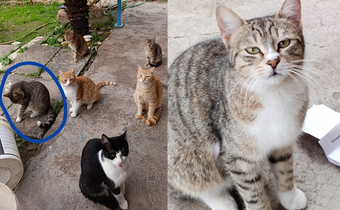 female cat tnr apr 8