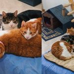 fostering 3 cats from tyre