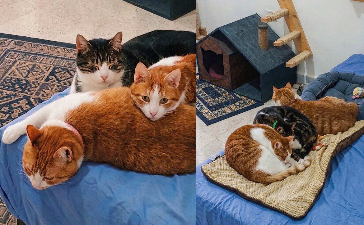 fostering 3 cats from tyre