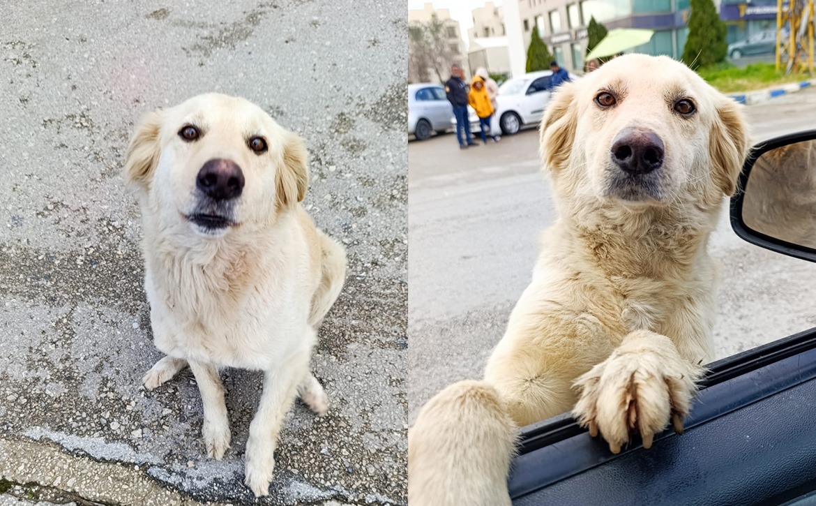 rocky update apr 9